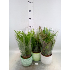 Ferns   ...mix
