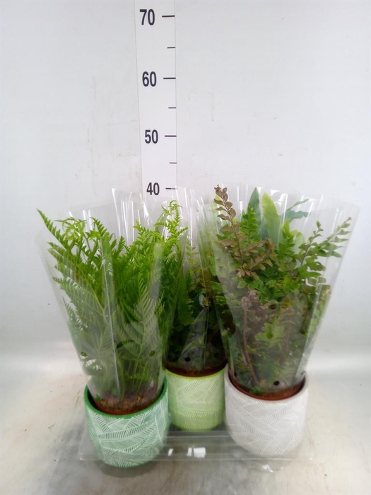 <h4>Ferns   ...mix</h4>