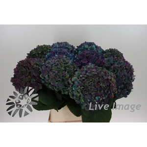 Hydrangea pimpernel classic aubergine