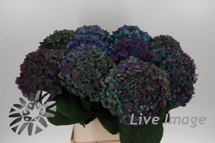 <h4>Hydrangea pimpernel classic aubergine</h4>