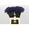 Agapanthus Intermedius