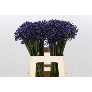 Agapanthus Intermedius