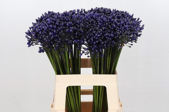 <h4>Agapanthus Intermedius</h4>