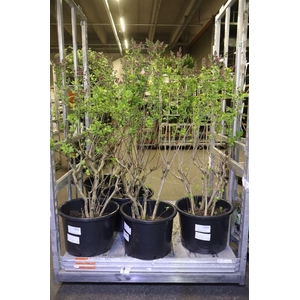 Syri Ov Donker Paars