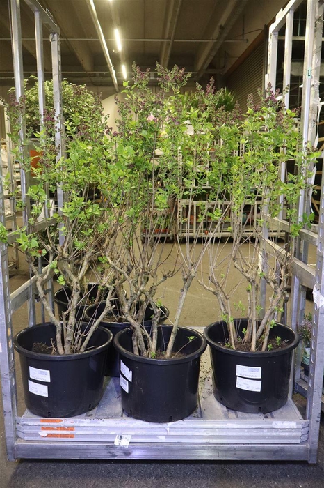 <h4>Syri Ov Donker Paars</h4>