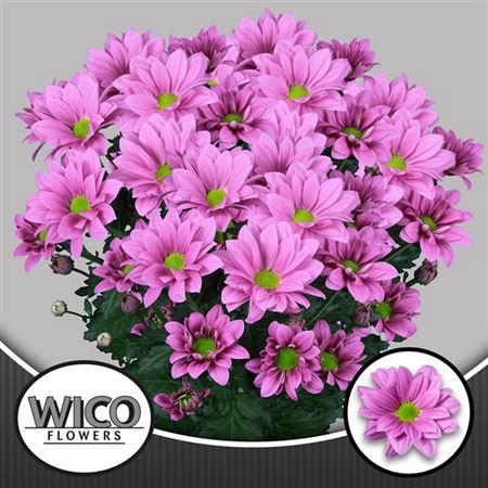 CHR T GRAND PINK
