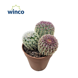 Echinocereus Rubrispinus group