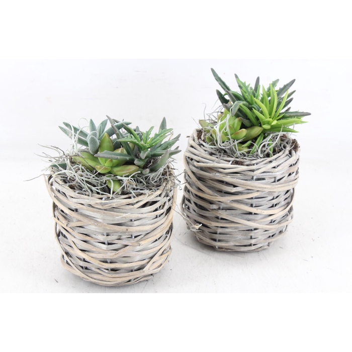 <h4>Arr2 Js - Succu. Wilg Mandje Kl X6</h4>