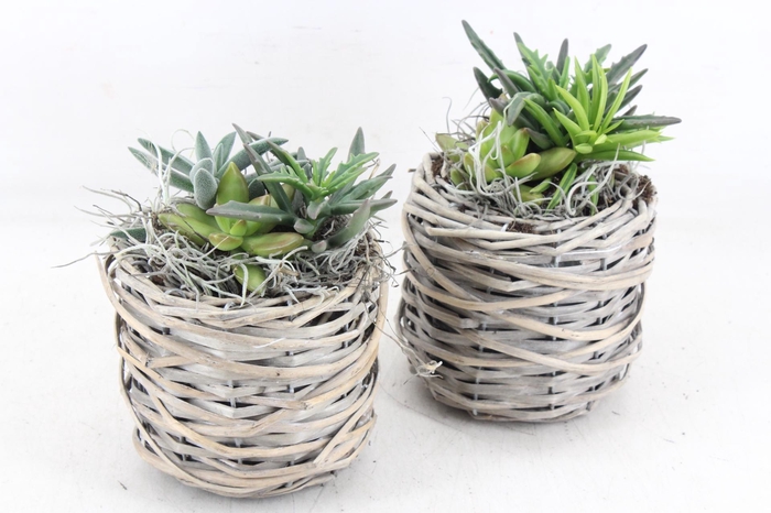 Arr2 Js - Succu. Wilg Mandje Kl X6