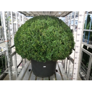 Buxus semp.   ...