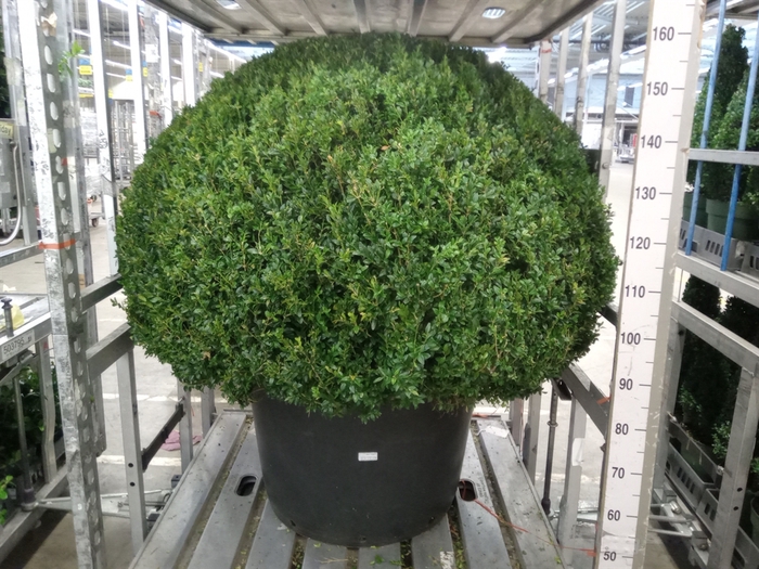 <h4>Buxus semp.   ...</h4>