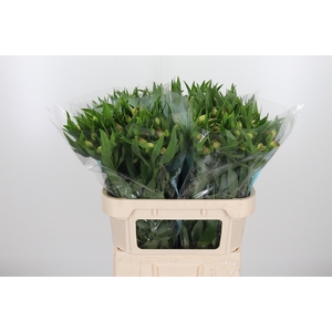 Alstroemeria Layla 95 Gram