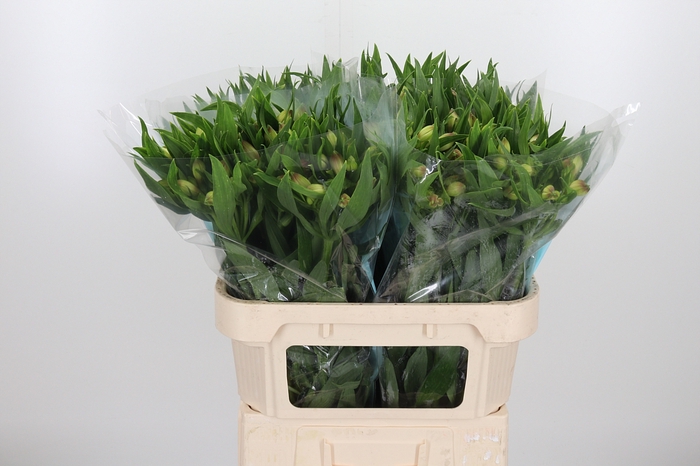 <h4>Alstroemeria Layla 95 Gram</h4>