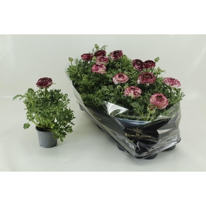 RANUN EXTRA PURPLE BICOLOR