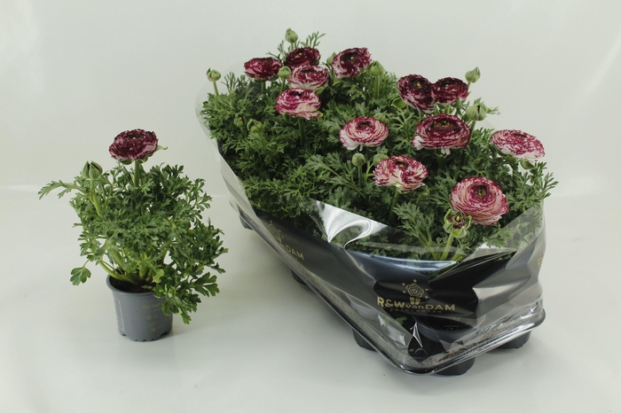 <h4>RANUN EXTRA PURPLE BICOLOR</h4>