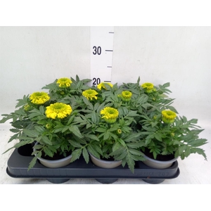 Tagetes erecta 'Taishan Yellow'