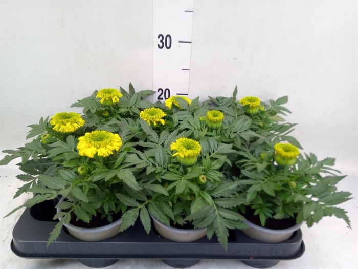 <h4>Tagetes erecta 'Taishan Yellow'</h4>