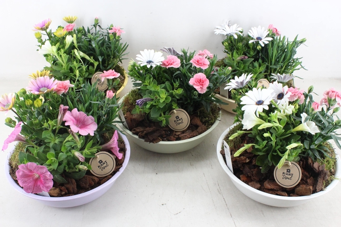 <h4>arr4 Outdoor PL - Zink schaal pastel mix</h4>