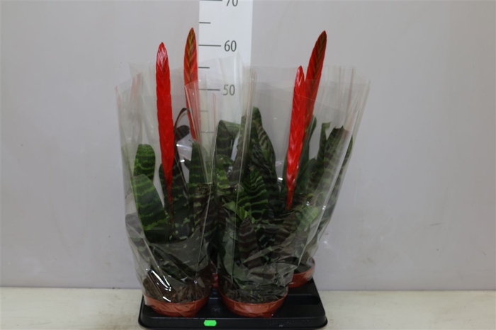 <h4>Vriesea Era</h4>