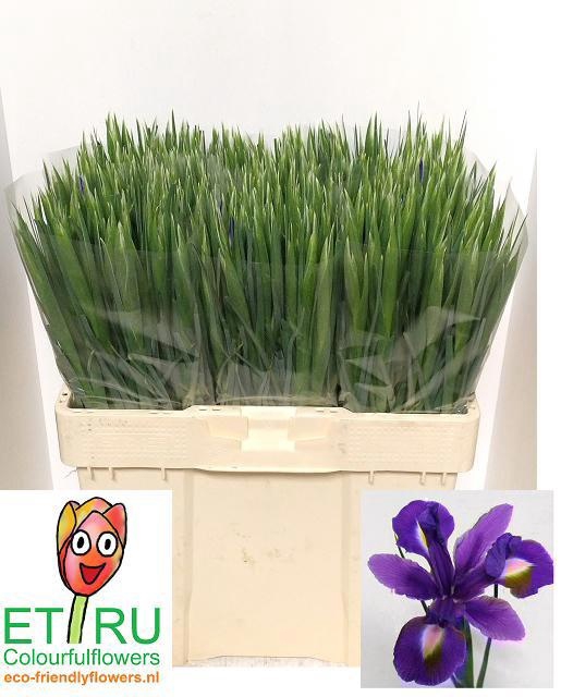 <h4>IRIS BLUE MAGIC</h4>