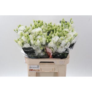 Eus G Celeb Chrystal