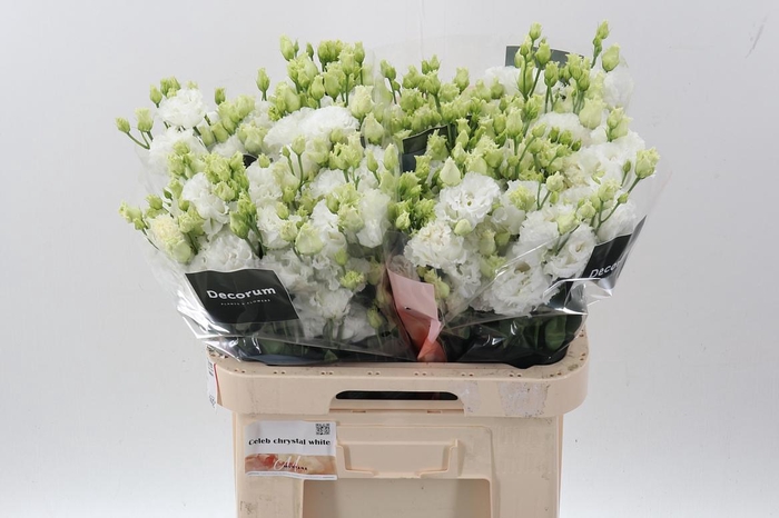 <h4>Eus G Celeb Chrystal</h4>