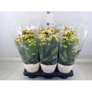 Kalanchoe  'MoreFlow Sunny Pink'