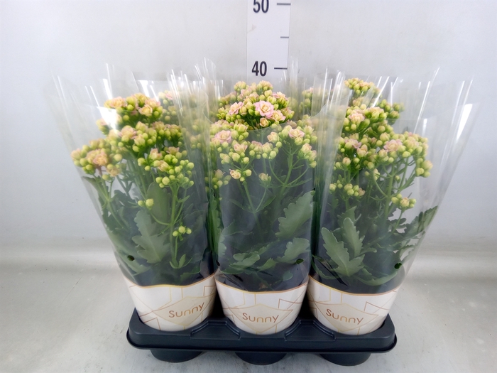 <h4>Kalanchoe  'MoreFlow Sunny Pink'</h4>
