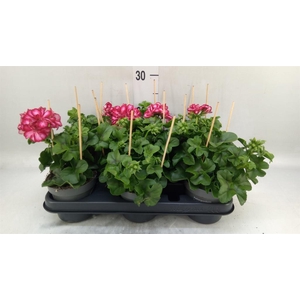 Pelargonium pelt.   ...