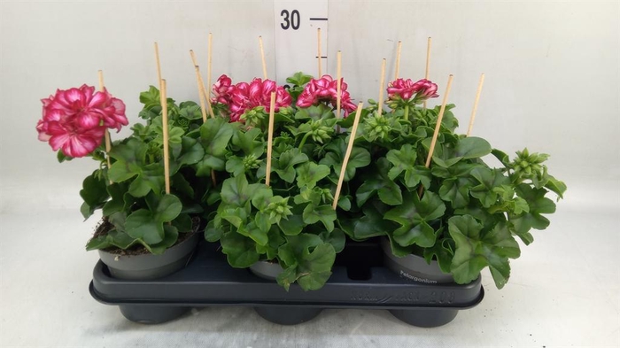 <h4>Pelargonium pelt.   ...</h4>