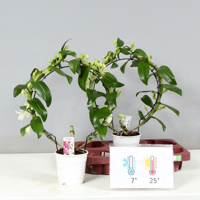 <h4>DENDR N SC APOLLON</h4>