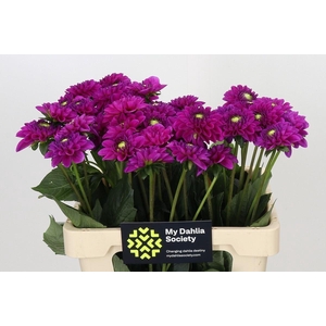 Dahlia BA 'Purple Fox'