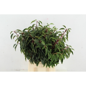 PRUNUS LAUROCERASUS(FINE) PER BUNCH 060CM