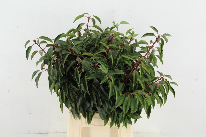 <h4>PRUNUS LAUROCERASUS(FINE) PER BUNCH 060CM</h4>