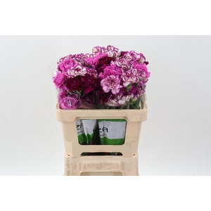 Di St Rainbow Purple 50cm