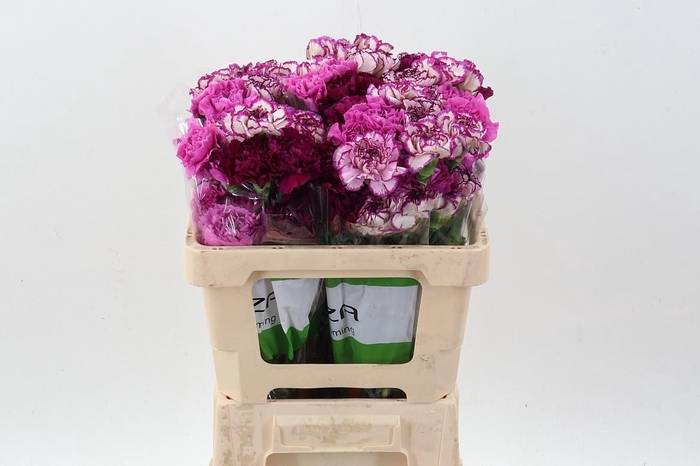 <h4>Di St Rainbow Purple 50cm</h4>