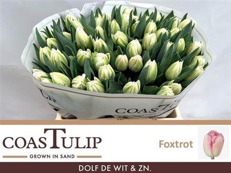 <h4>Tu Du Foxtrot</h4>