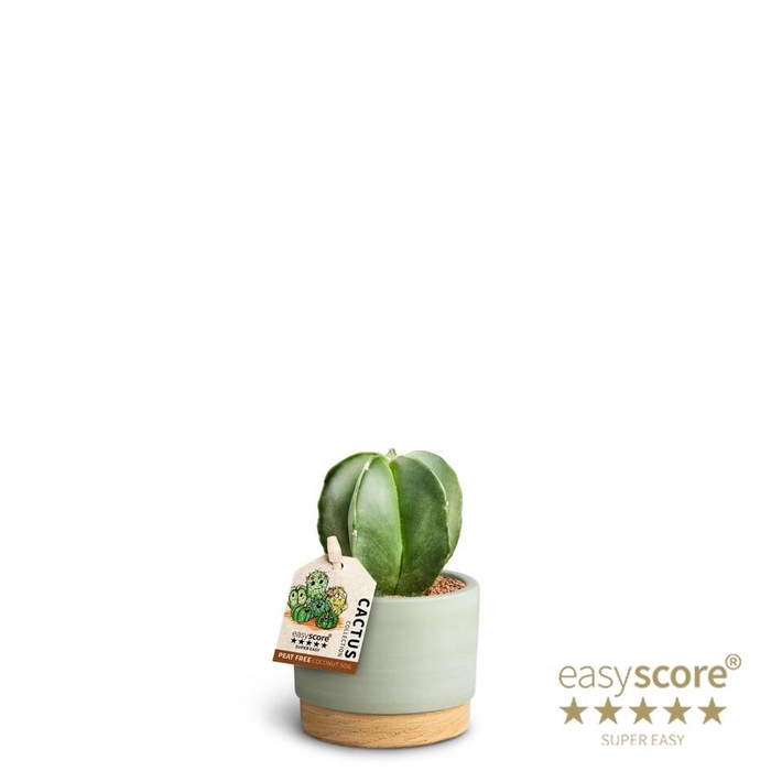 <h4>ASTROPHYTYM MYRIOSTIGMA P7 WB GREEN</h4>