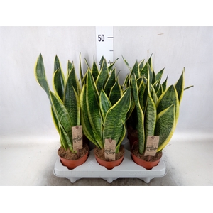 Sansevieria trifa. 'Futura Superba'