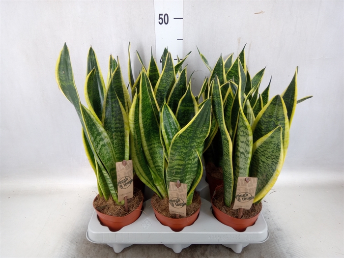 <h4>Sansevieria trifa. 'Futura Superba'</h4>