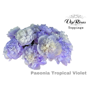 PAEONIA TROPICAL VIOLET