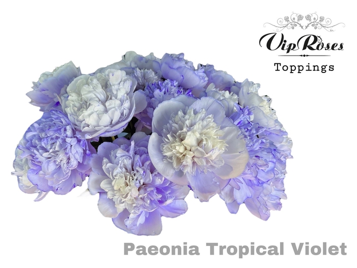 <h4>PAEONIA TROPICAL VIOLET</h4>