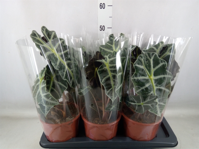 <h4>Alocasia amazonica 'Polly'</h4>