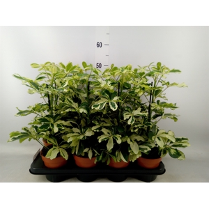 Schefflera arbor. 'Charlotte'