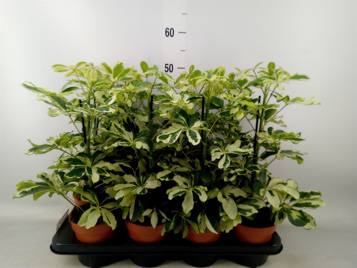 <h4>Schefflera arbor. 'Charlotte'</h4>