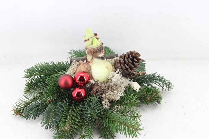 <h4>arr4 Amaryllis PL - Schijf kerstgroen Red x3</h4>