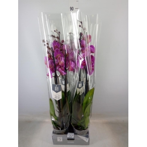 Phalaenopsis  'Popstar'