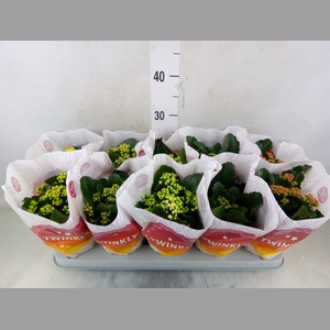 Kalanchoe blos. 'Perfecta'  ..mix 5