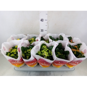 Kalanchoe blos. 'Perfecta'  ..mix 5