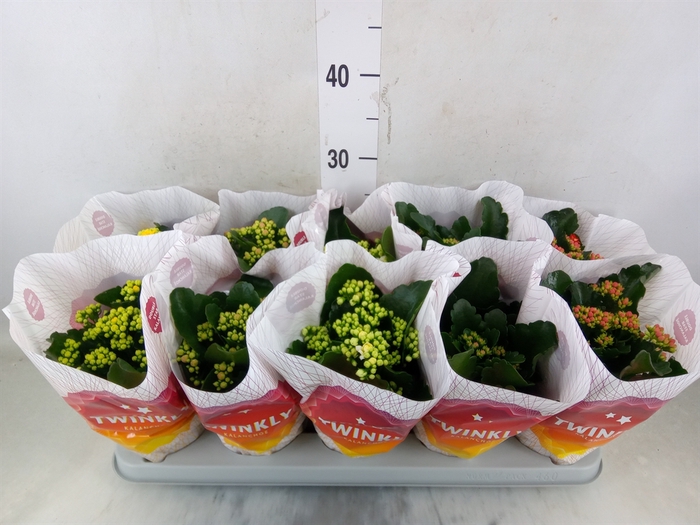 <h4>Kalanchoe blos. 'Perfecta'  ..mix 5</h4>